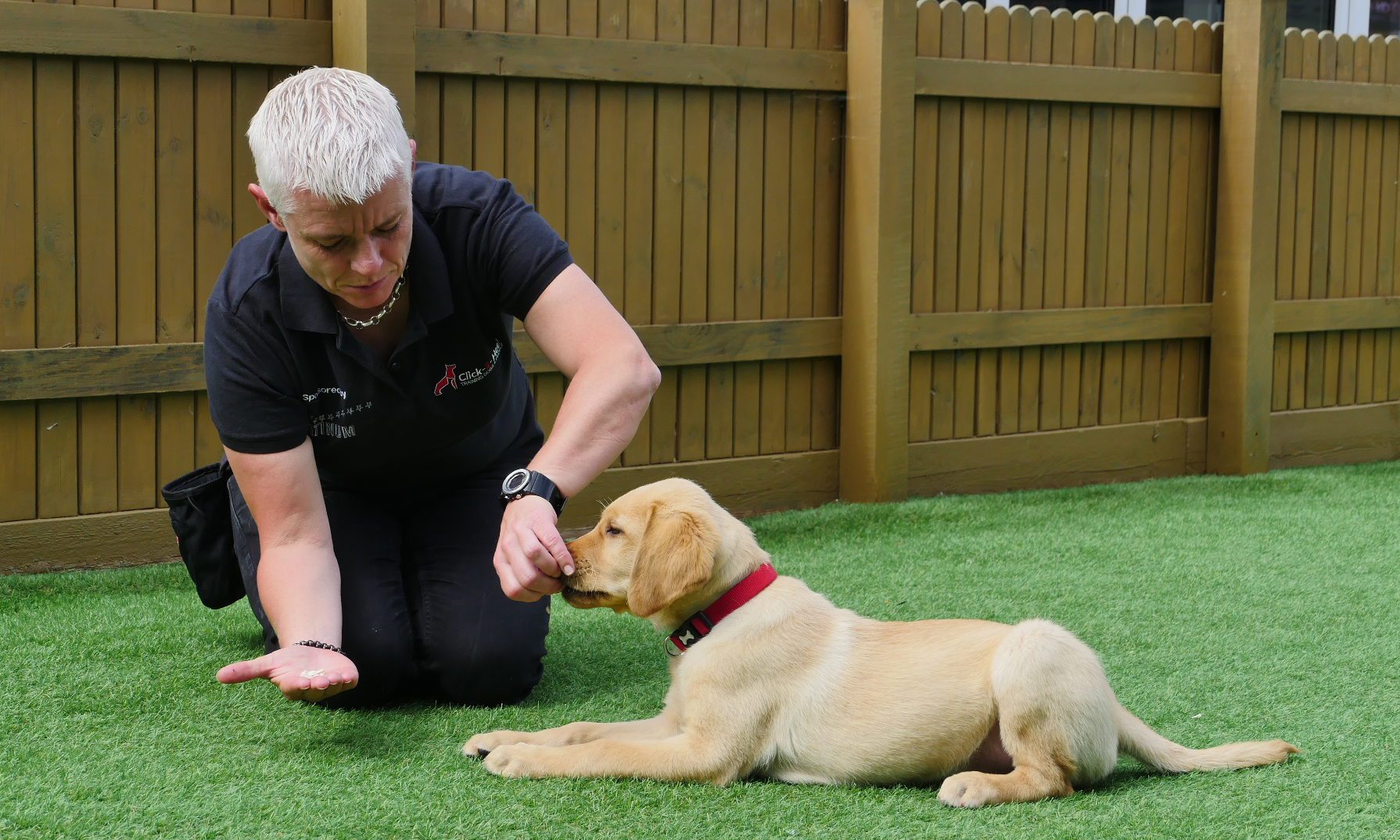 Click-2-Heel unveils new online training kit