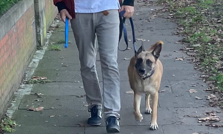 GoWalkies launches blockchain technology funding round