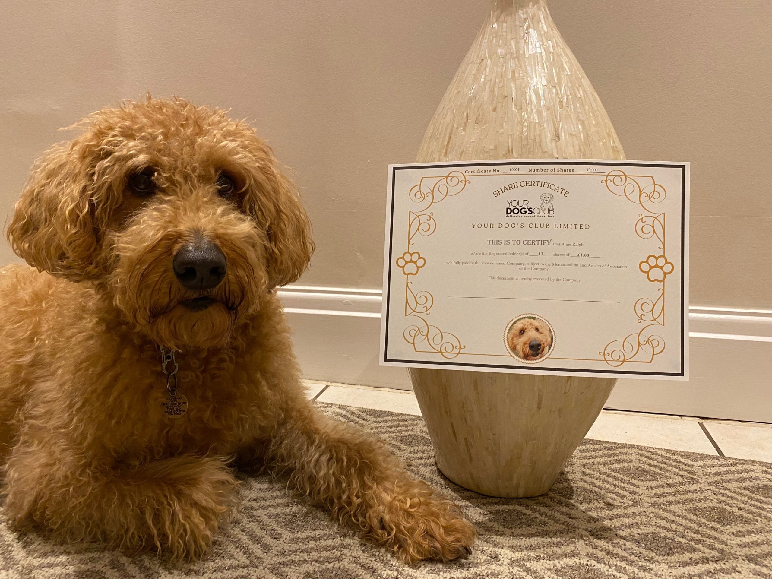 Your Dog’s Club announces share opportunities for dog owners