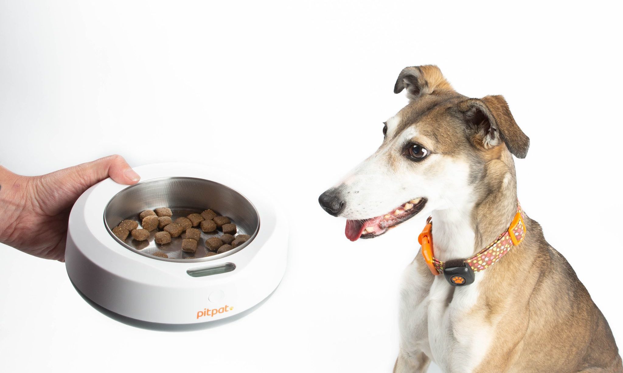 PitPat unveils new feeding system amid surges in dog obesity