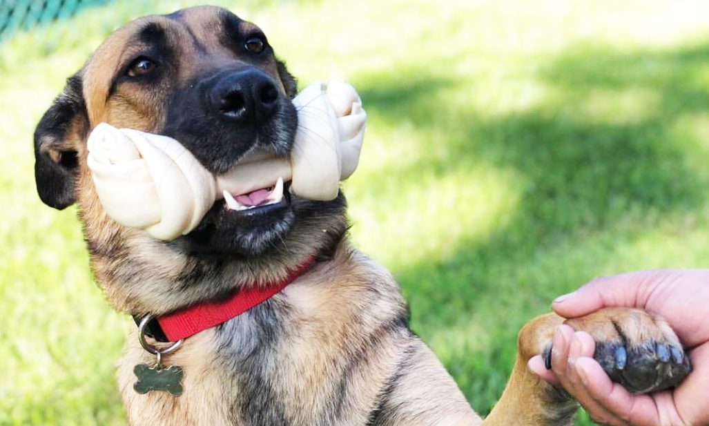 Worldwise continues expansion with Pet Factory acquisition