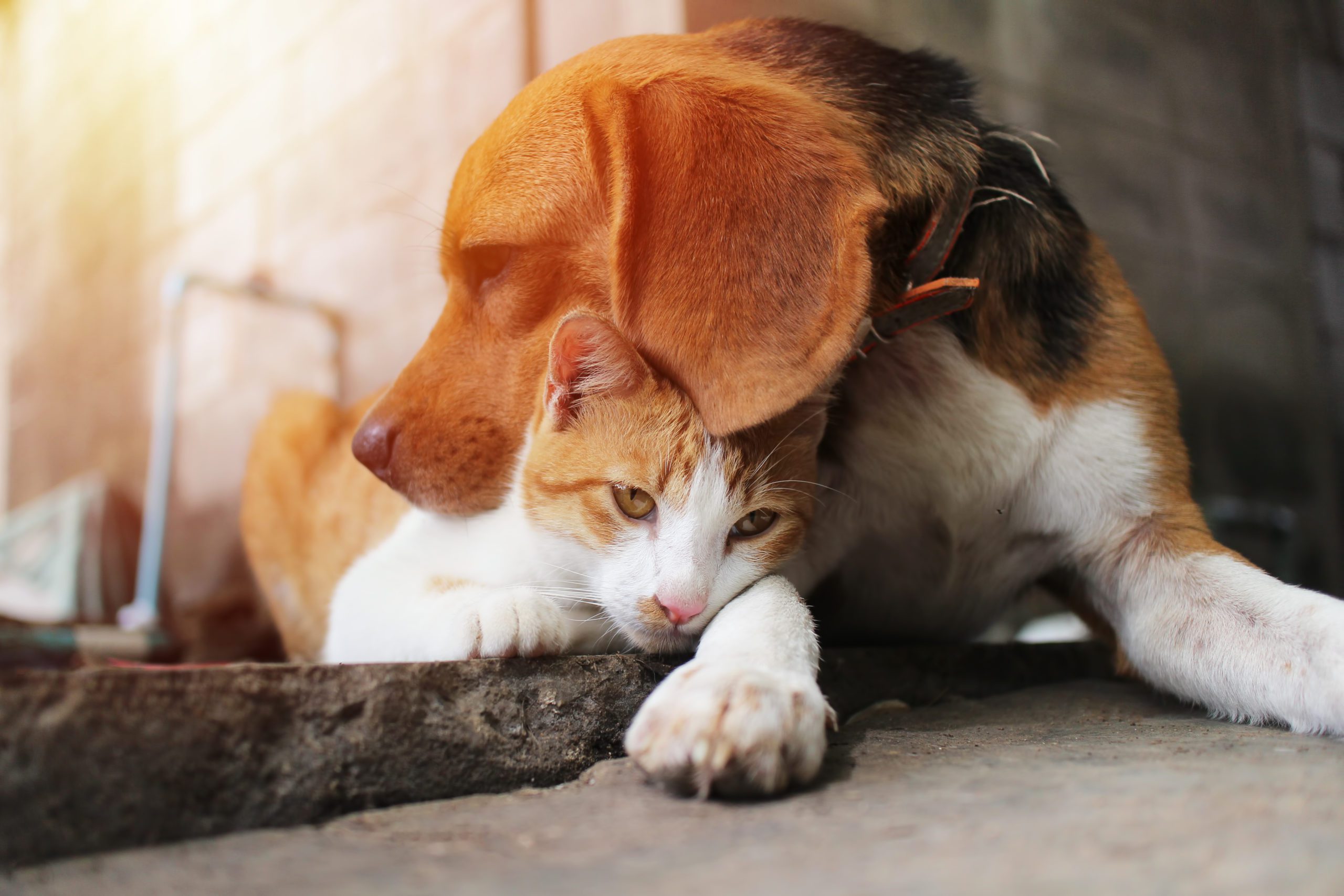 Pet ownership returns to pre-pandemic levels