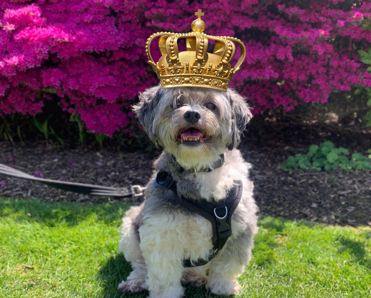 Paleo Ridge launches limited-edition summer treat for dogs