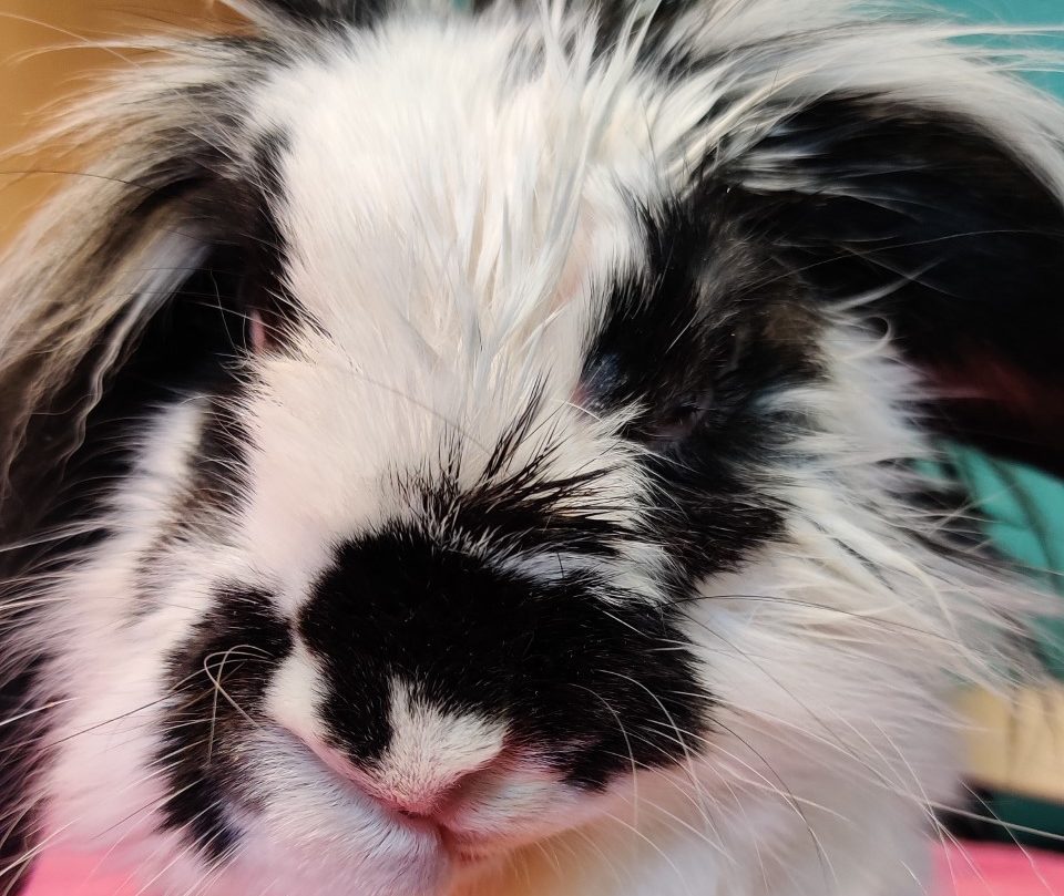 Tackling Rabbit Ear Disease