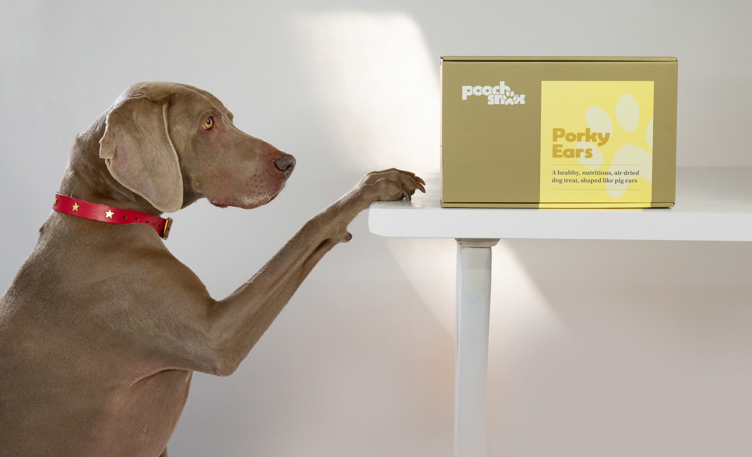 Brits give their dogs dangerous treats, new survey reveals