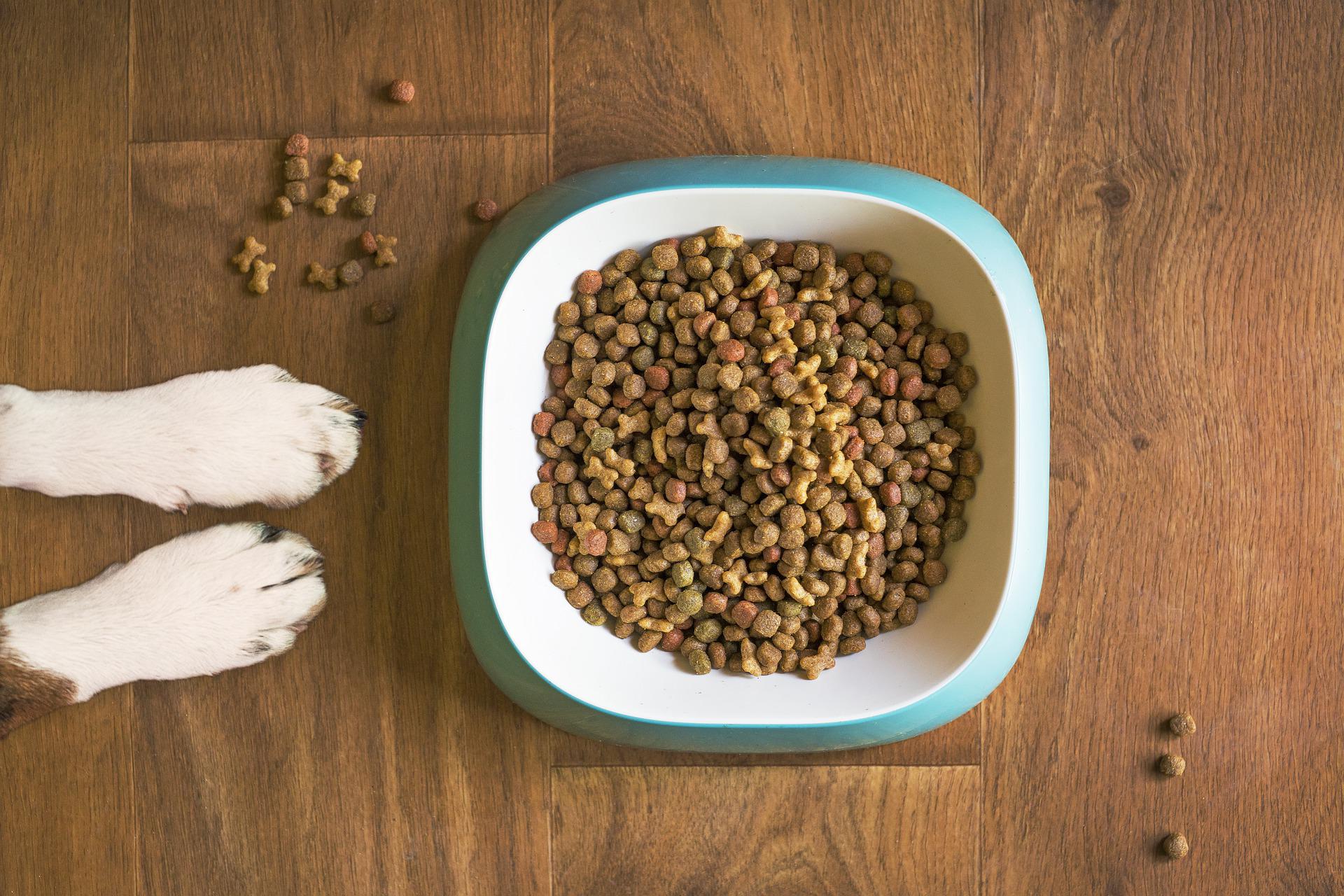 Pet food subscriptions more than double since 2018, says Yodel
