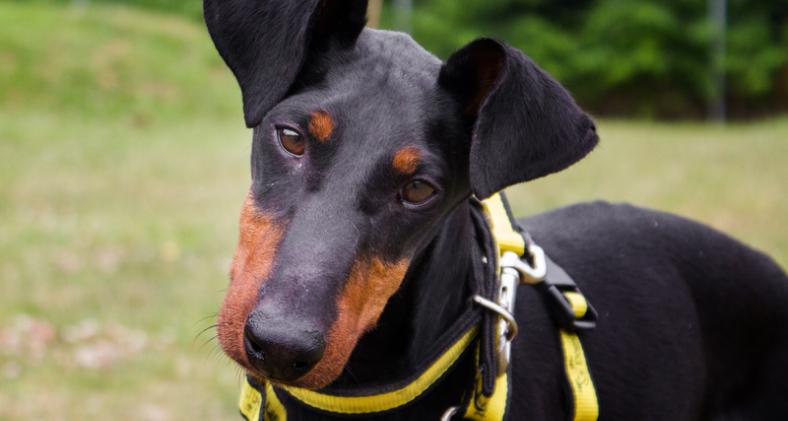 Dogs Trust sees ‘record’ number of calls amid cost-of-living crisis