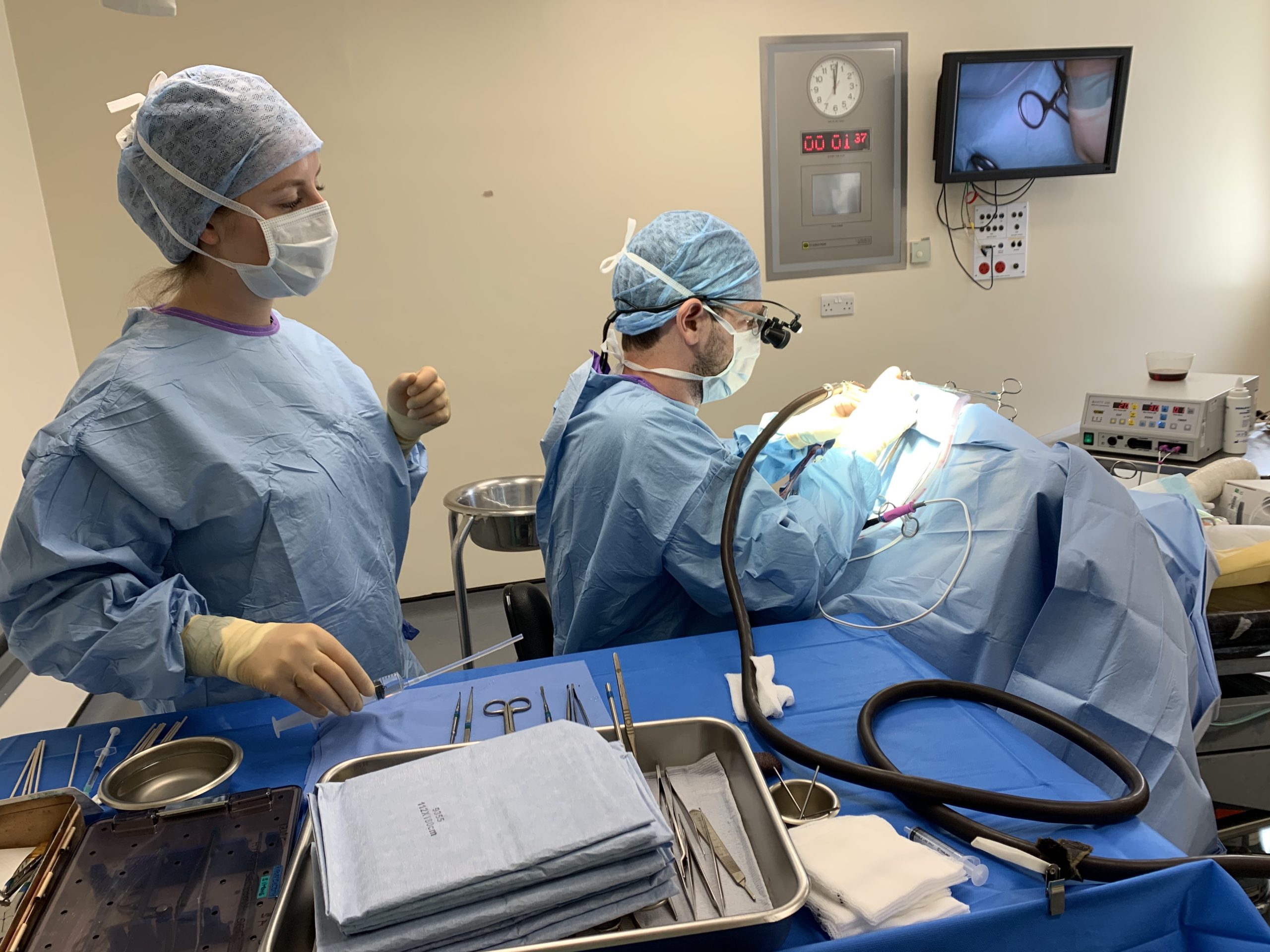 Hypophysectomy at the RVC – A decade of innovation to help cats and dogs 