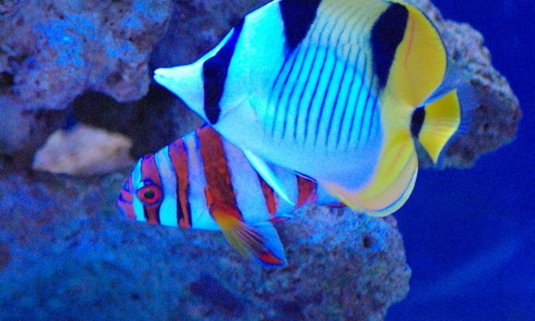 Aquatic shops face animal welfare nightmare as energy prices rocket