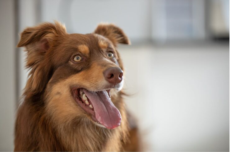 United Petfood acquires Gold Line Feeds