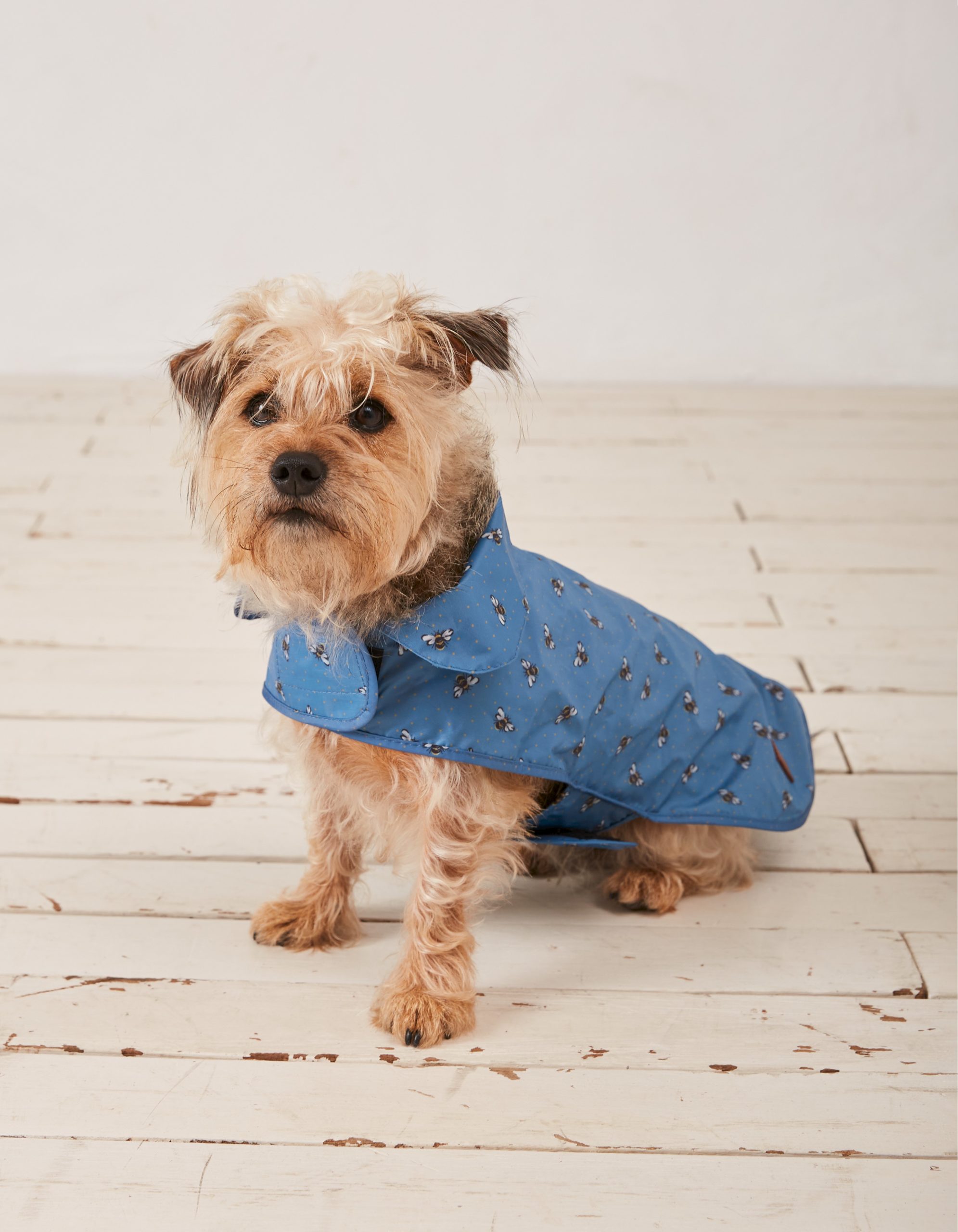 Pet tech brands team up to tackle separation anxiety