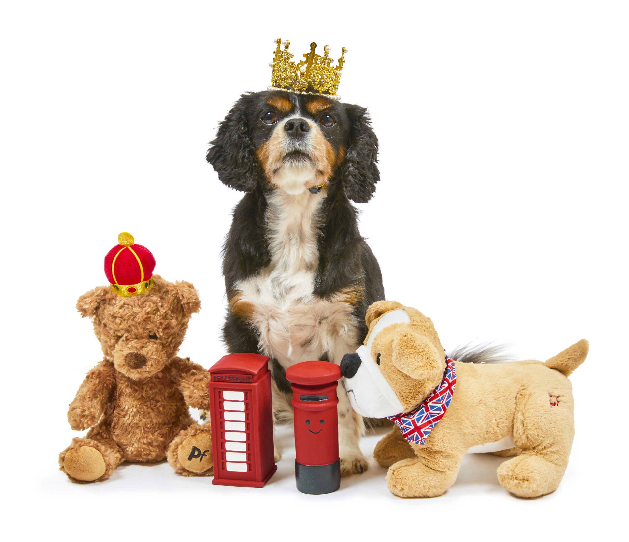 Treat your pet like royalty