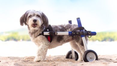 Lintbells acquires US pet mobility brand
