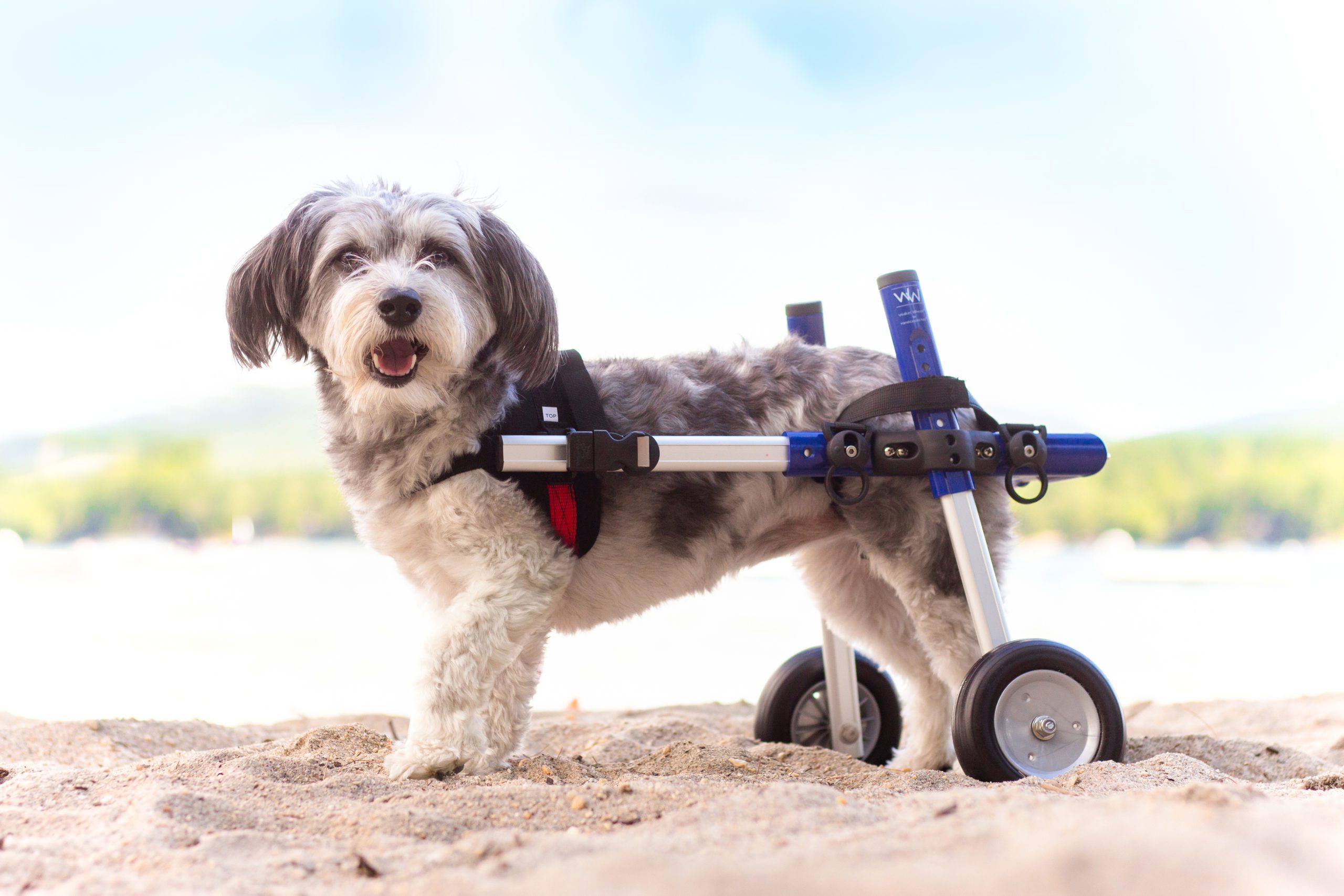 Lintbells acquires US pet mobility brand