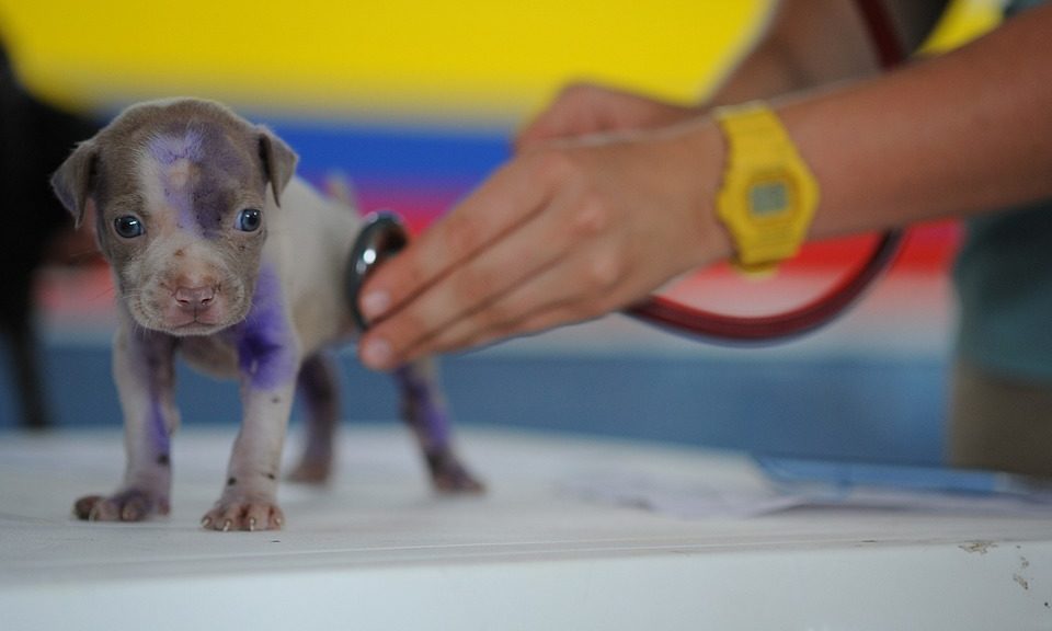 Seadown Vets joins CVS group