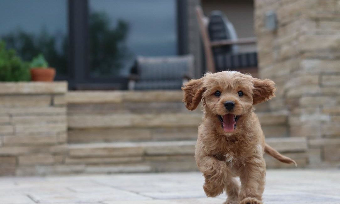 Napo launches puppy academy