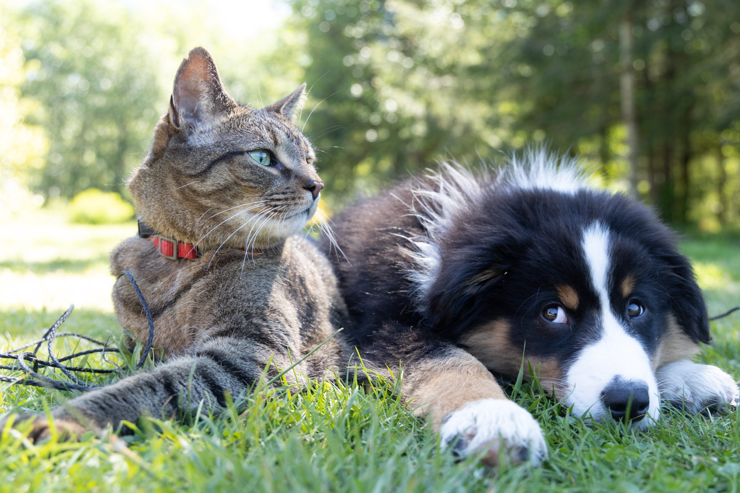 Vita Animal Health launches new intestinal medicine for cats and dogs