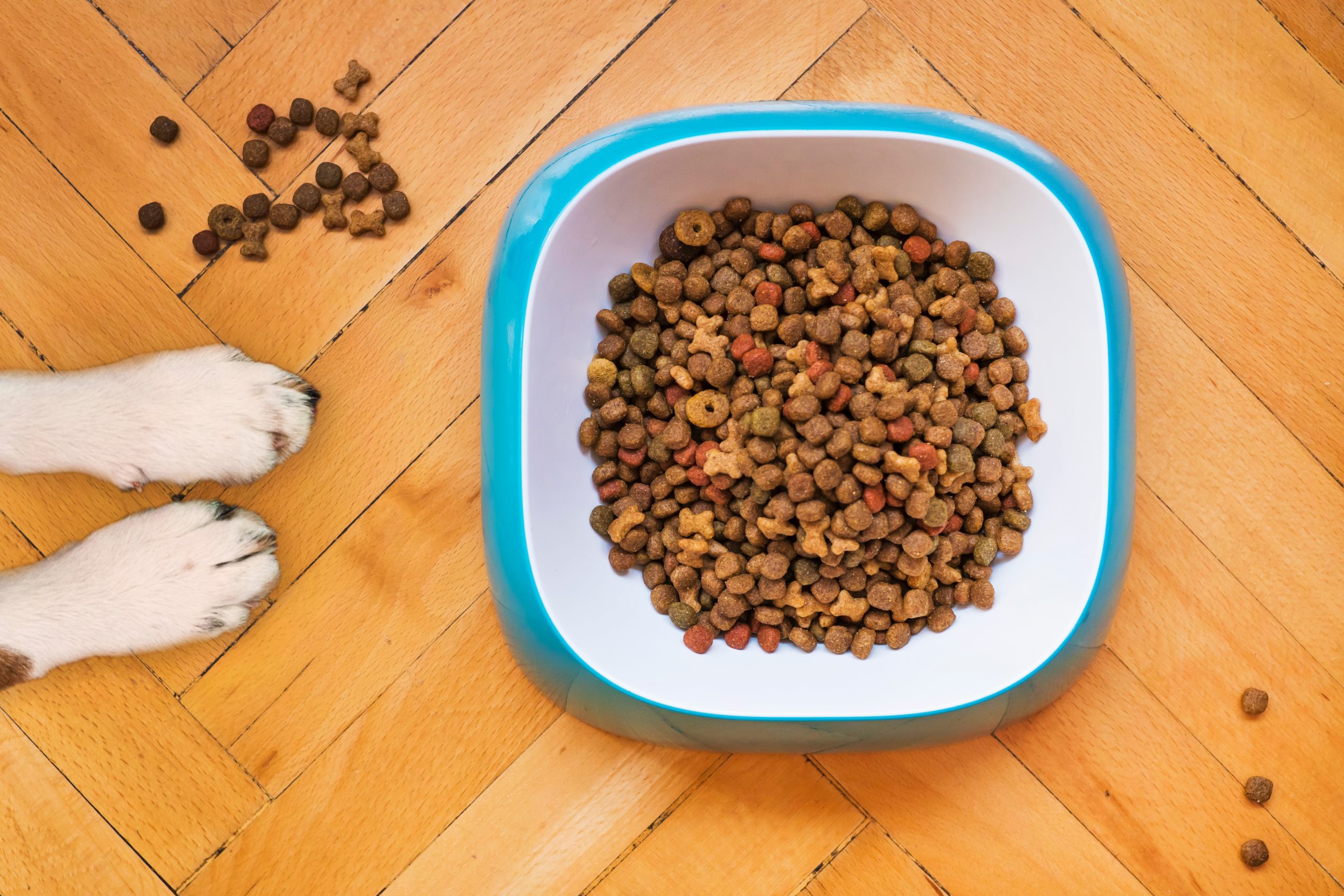 The rise in demand for customised pet food in the UK