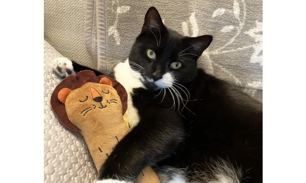 Rosewood launches The Cat Natural range