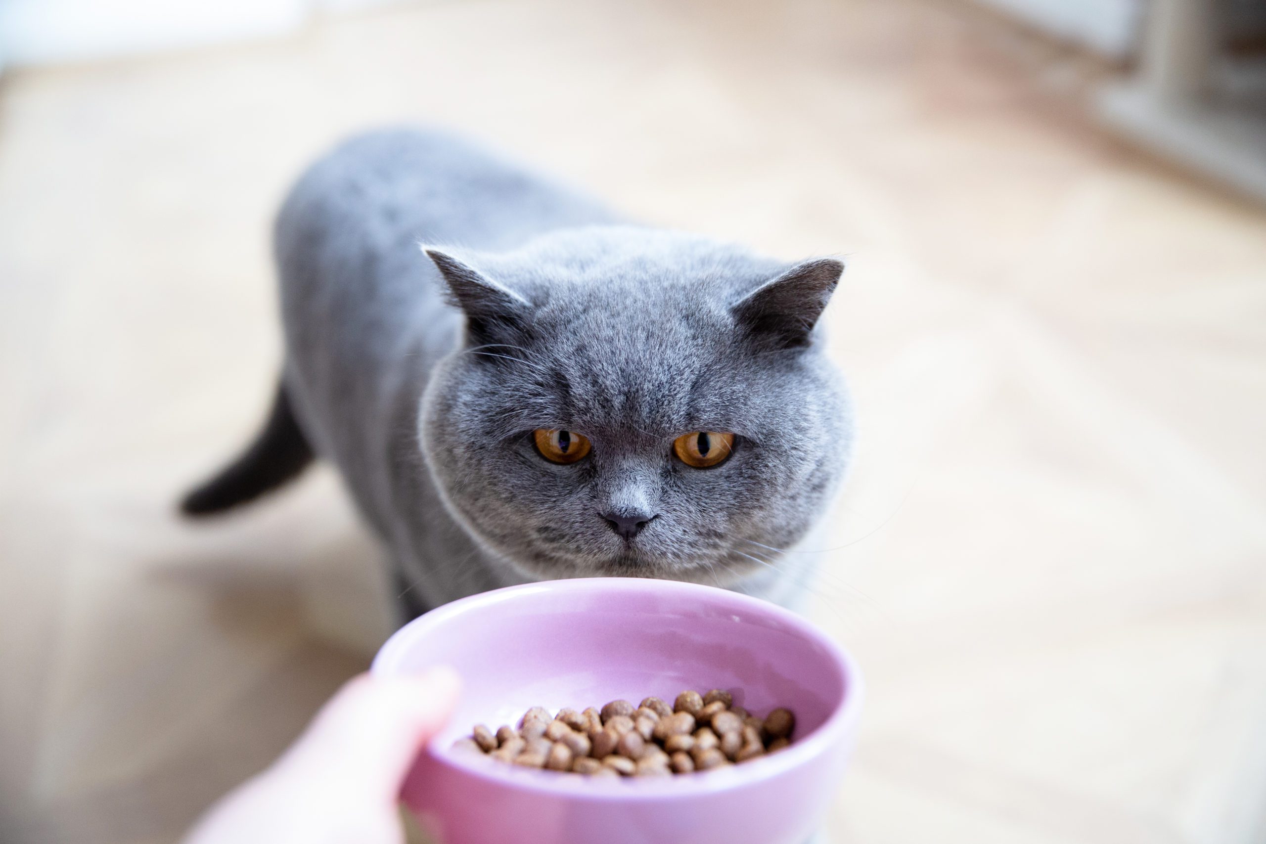 Former Mars Petcare director launches cat care brand Tippaws