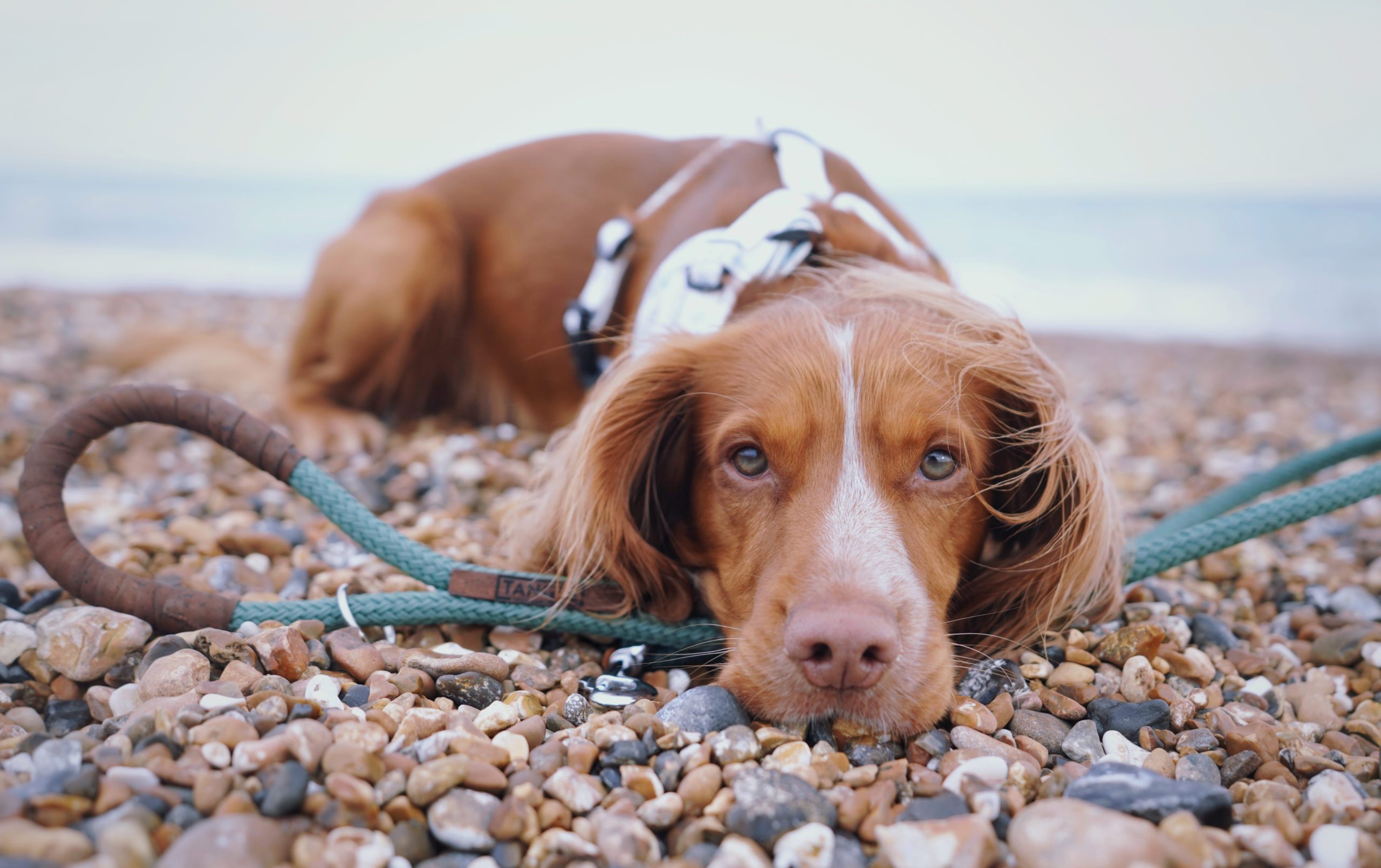 Tangle launches new dog lead made from recycled fishing nets