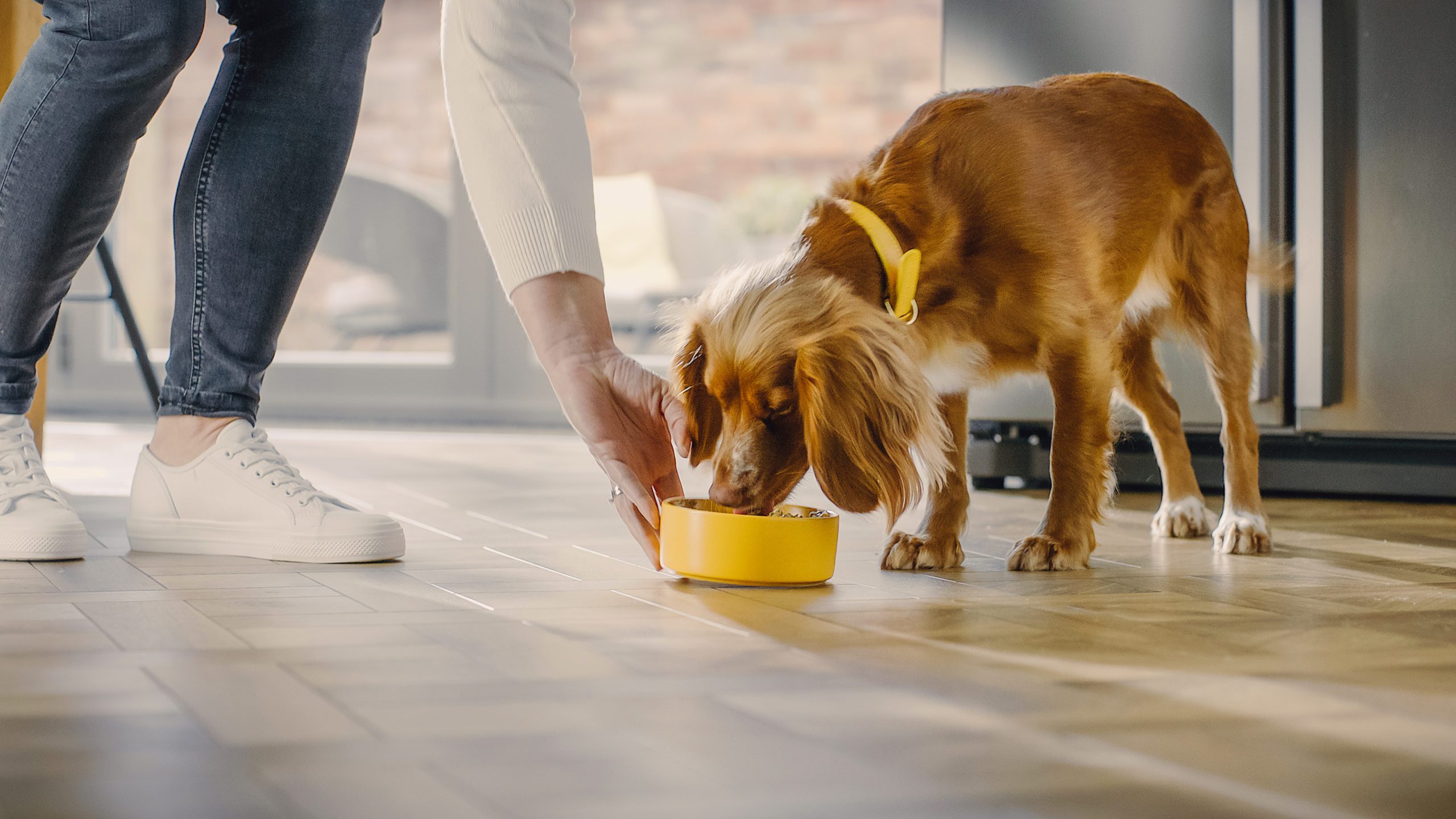 Pure Pet Food launches first renal recipe range
