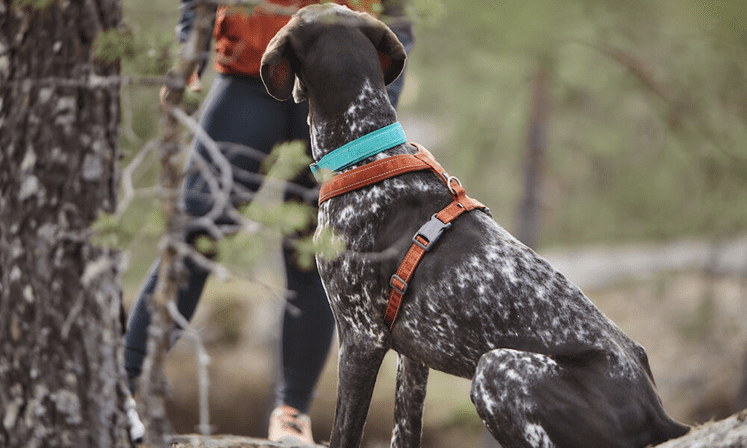 Hurtta launches new Hurtta Eco range