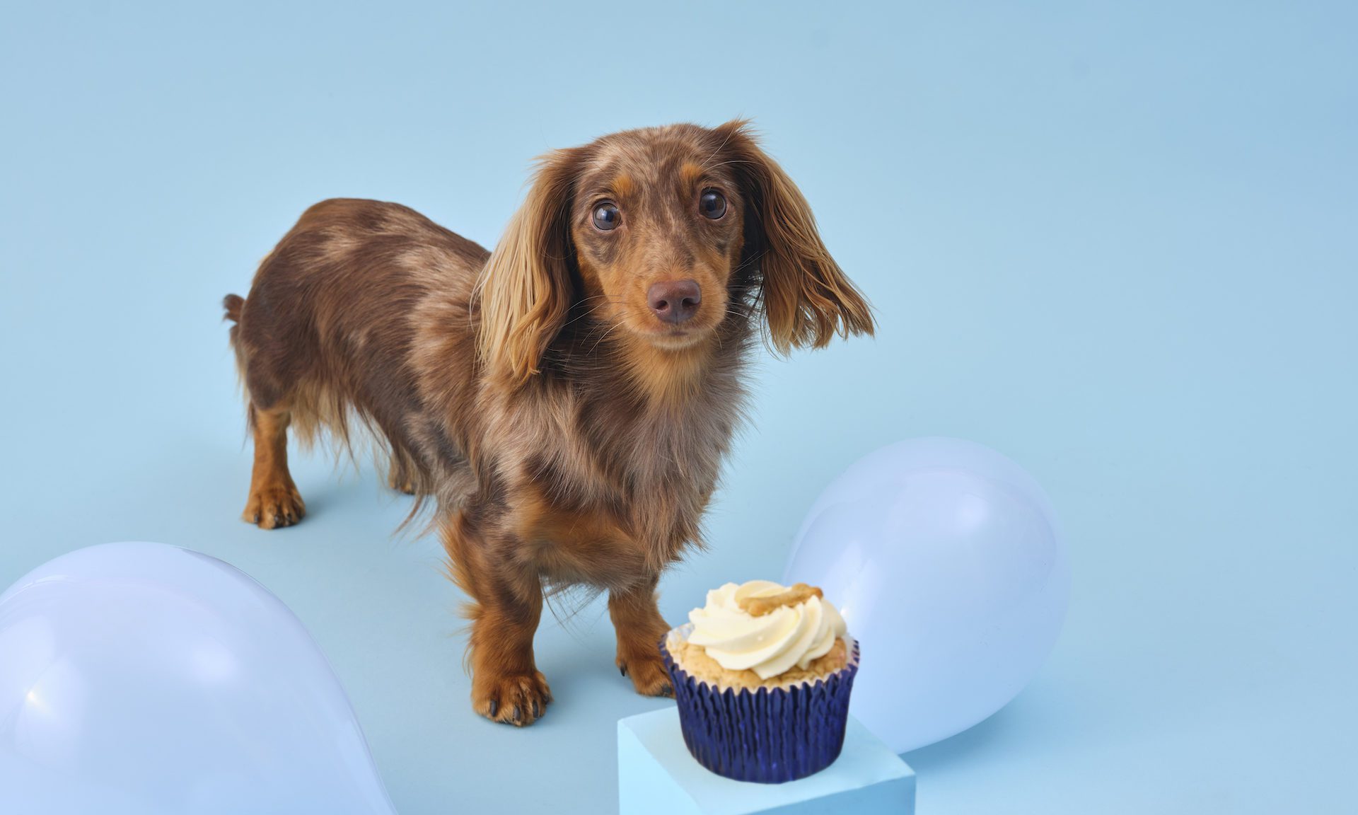 Lola’s Cupcakes launches pupcakes