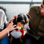 PIF joins Pet and Equine Insurance Association