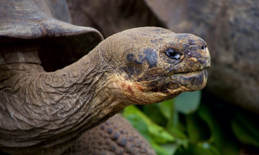 Norwood Aquarium takes on Giganterra UK distribution