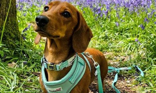 Doodlebone launches Spring Summer 2023 Limited Edition range