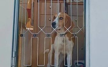 Dog-G8 launches new portable gates