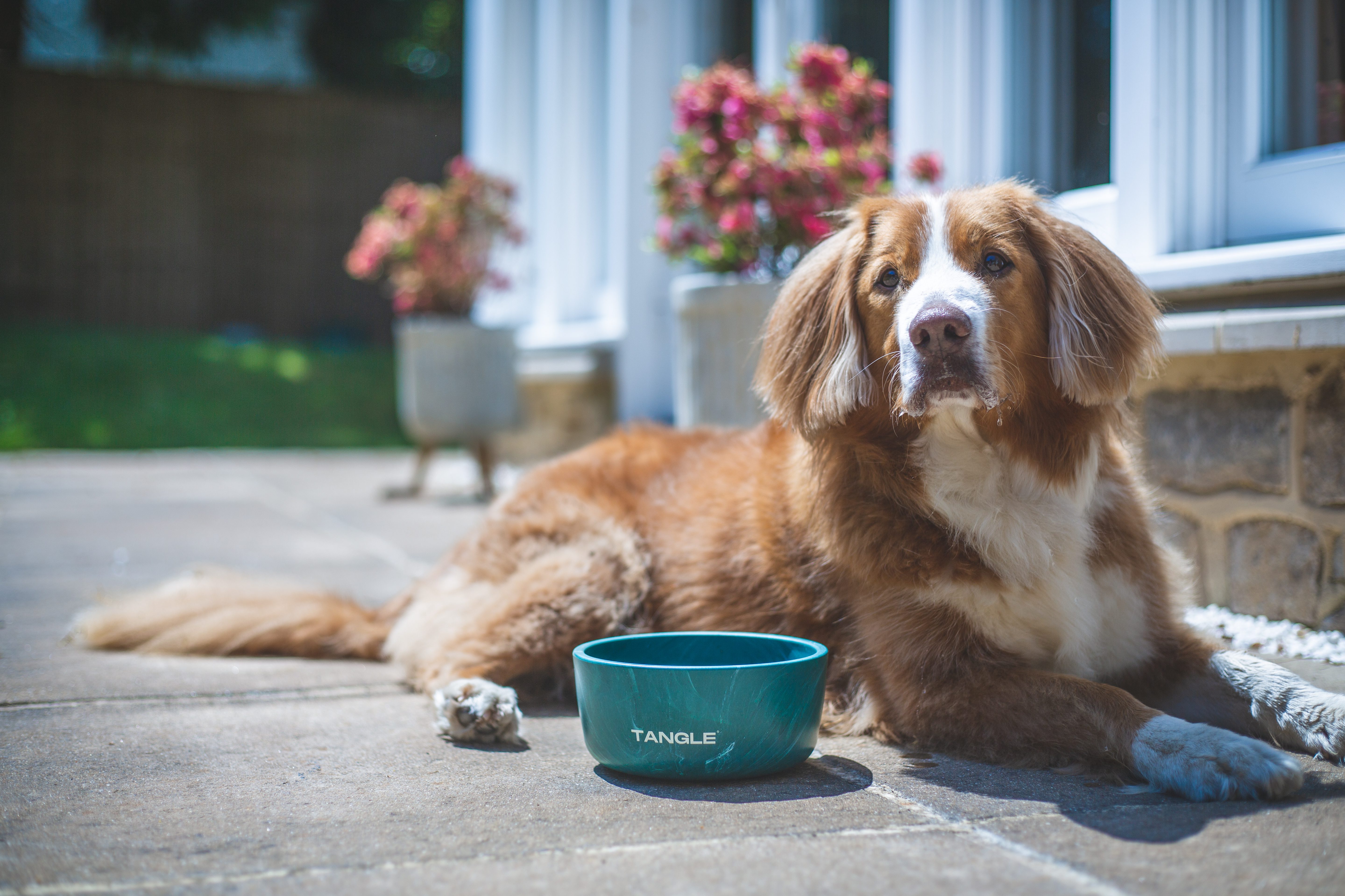 Tangle to launch new Tangle Dog Bowl