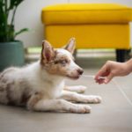 One-in-three UK pet owners skip vet treatment as costs surge