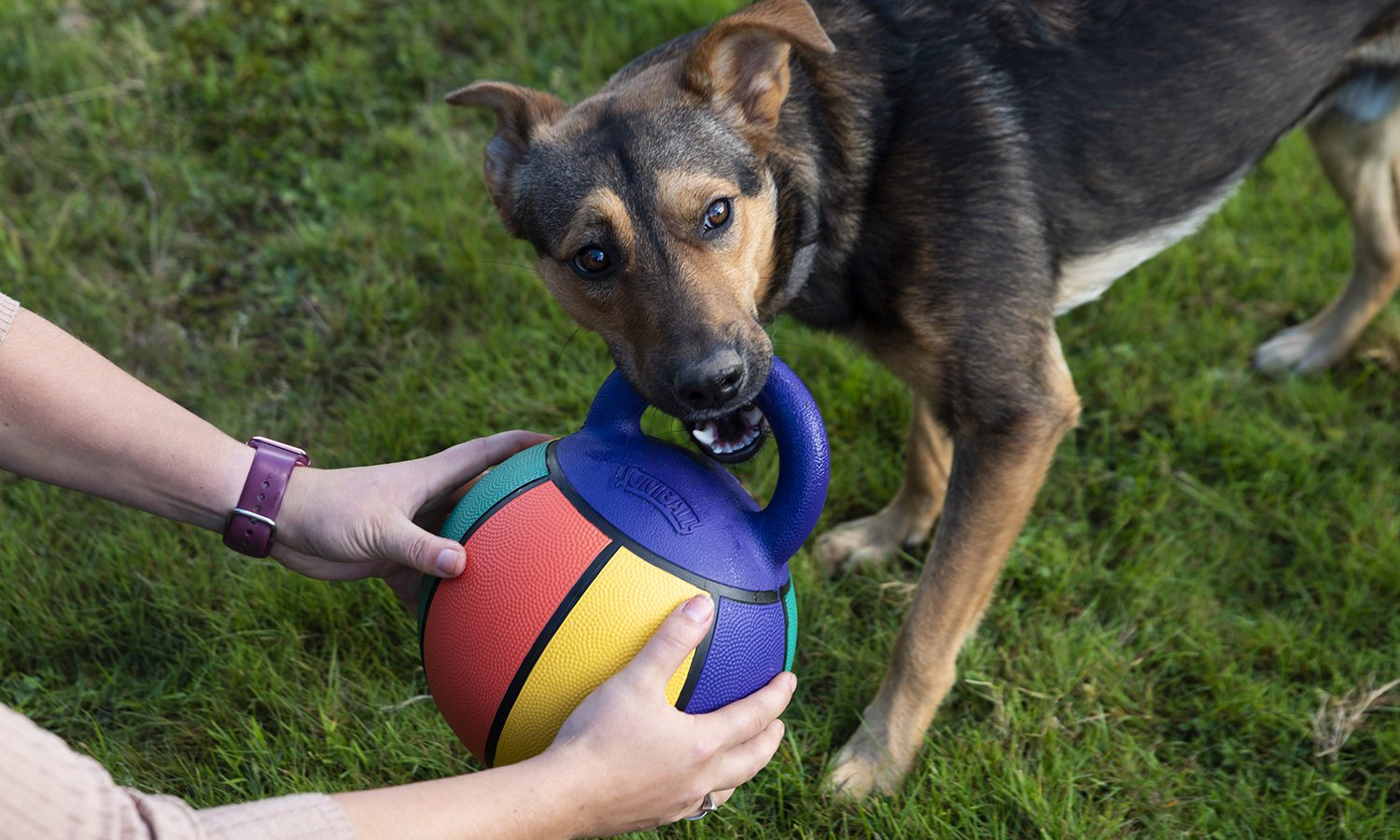 Pedigree Wholesale launches Gigwi toy range this summer