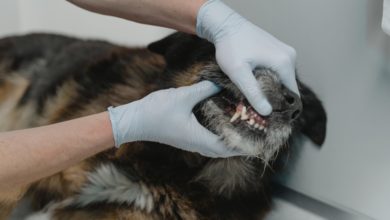 Animalcare launches dental Lunch and Learn CPD for vets