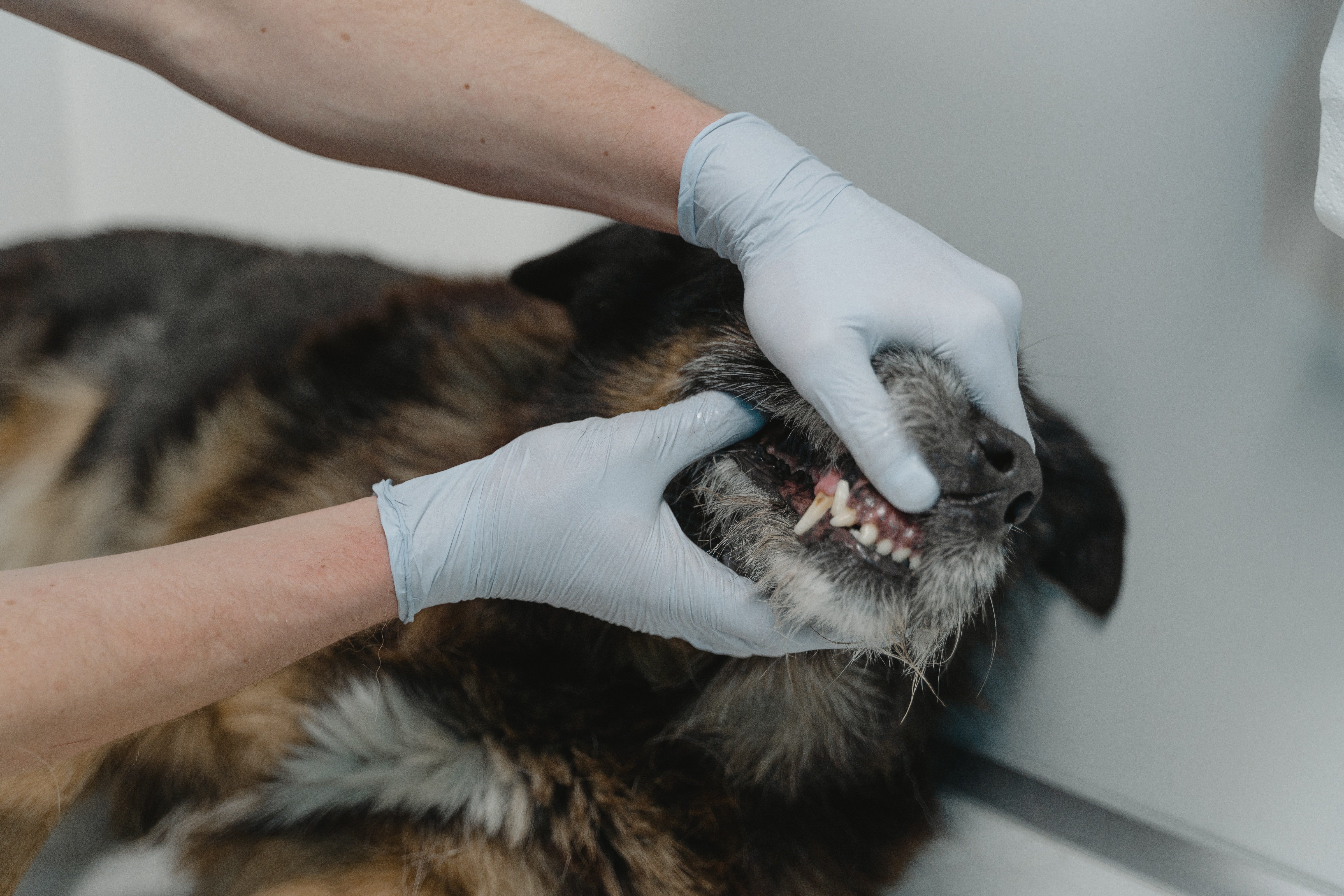 Animalcare launches dental Lunch and Learn CPD for vets