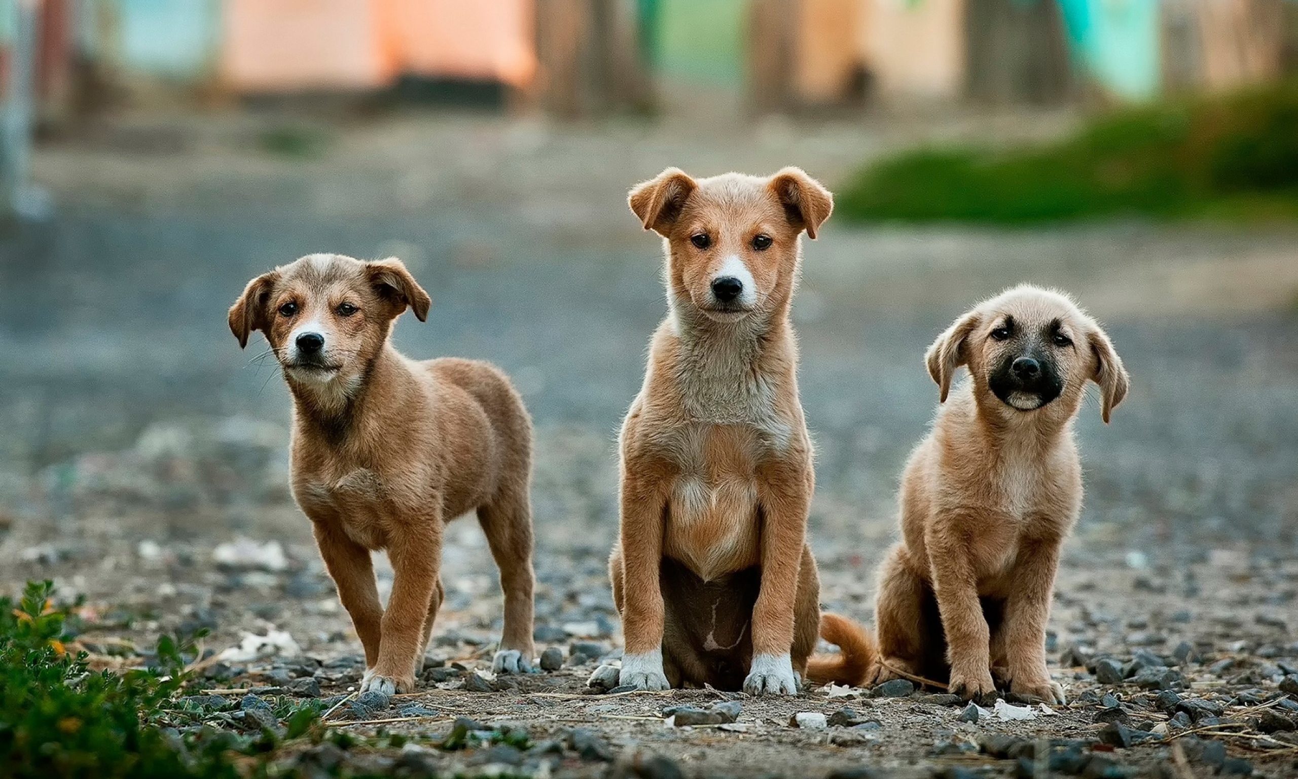PAAG launches new advertising standards for animal welfare
