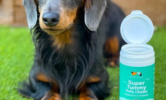Buddy and Lola expands its plant-based chew range