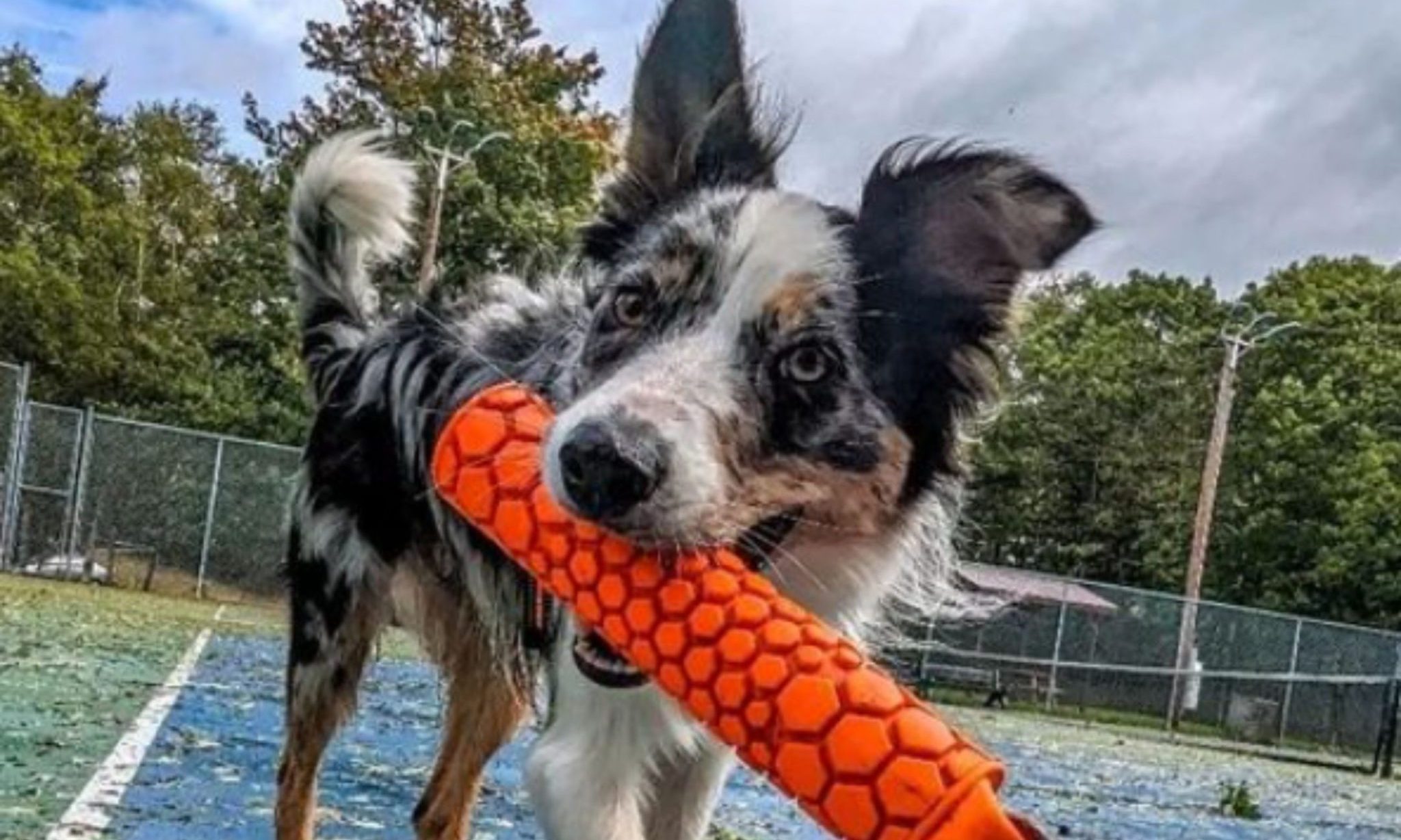 Rosewood Pet launches new product range