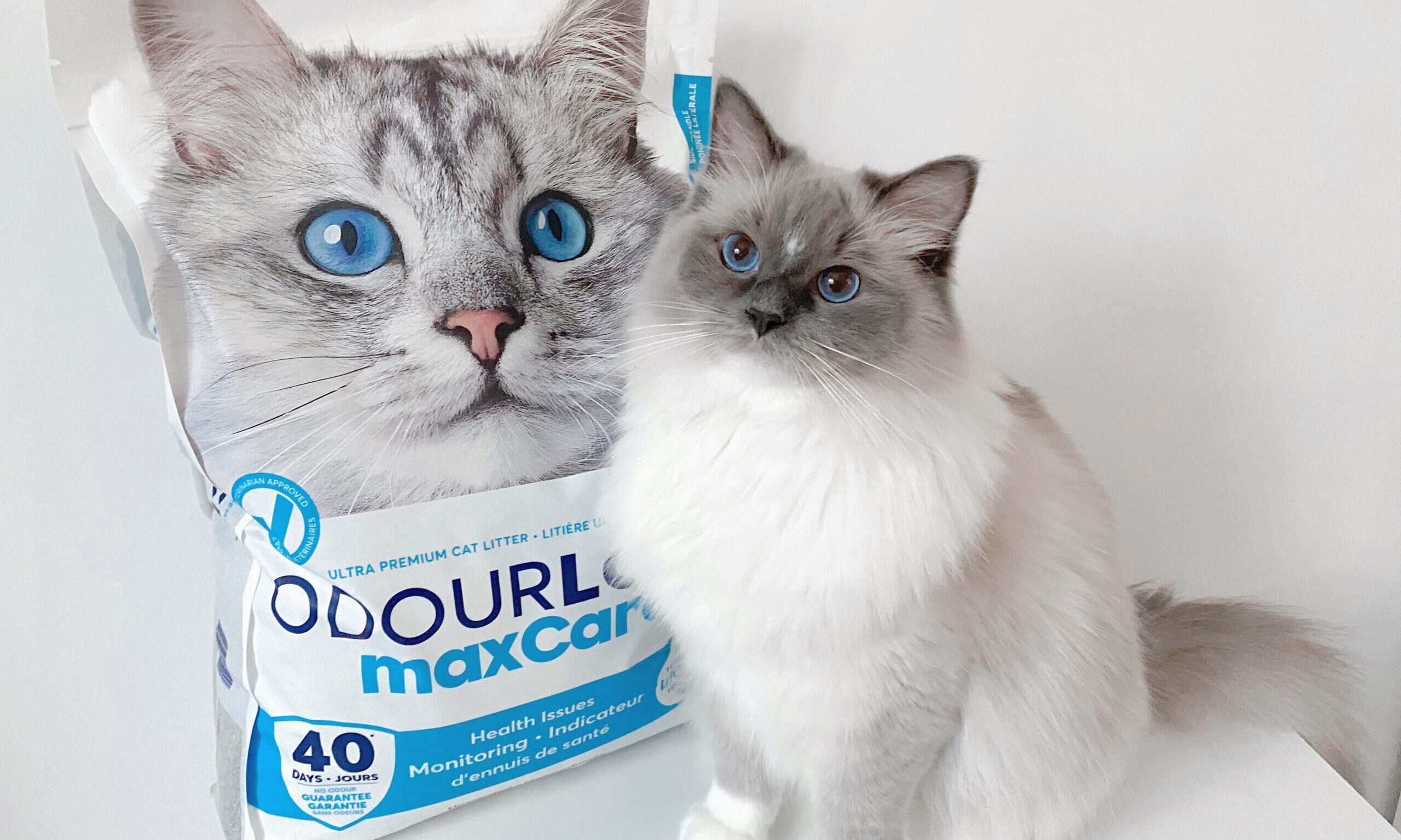 BSB Products unveils new Intersand cat litter