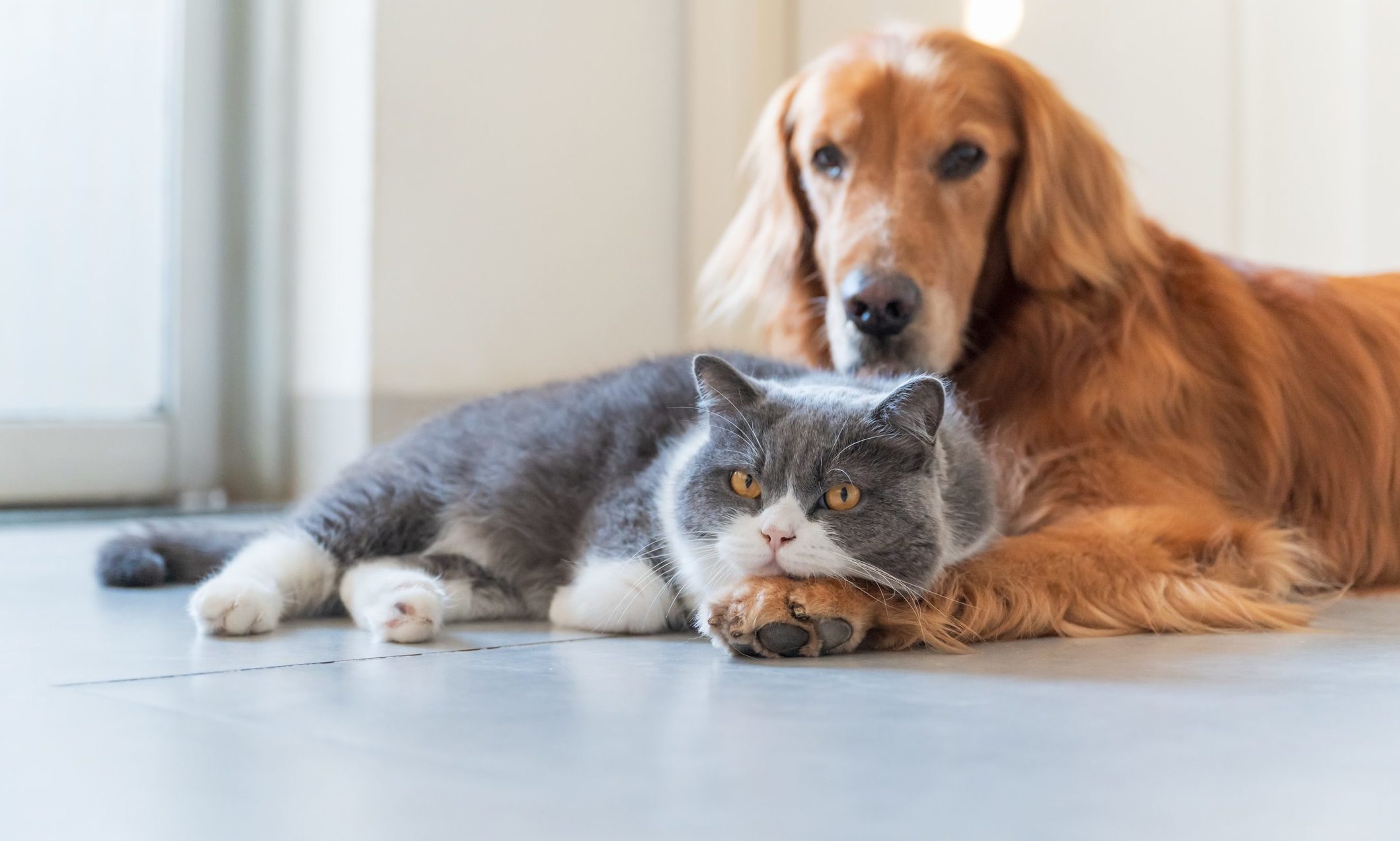 Tereos launches Profeed Advanced for ageing dogs