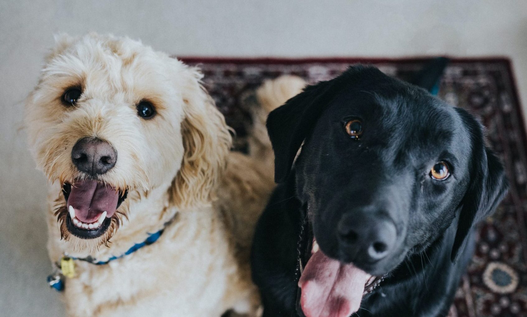 DotDotPet to launch on Amazon