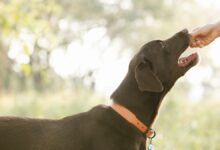 Big Idea Ventures and Mars unveil 2025 startup accelerator cohort