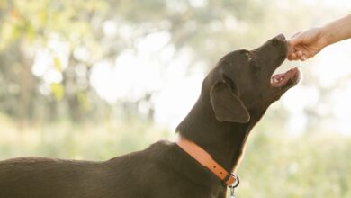 Pet Trust UK named Great British Entrepreneur Awards finalist