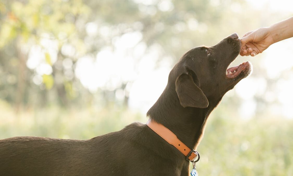 Pet Trust UK named Great British Entrepreneur Awards finalist