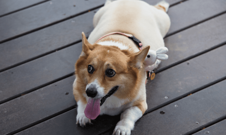 Mars launches study programme on pets’ contribution to human wellbeing