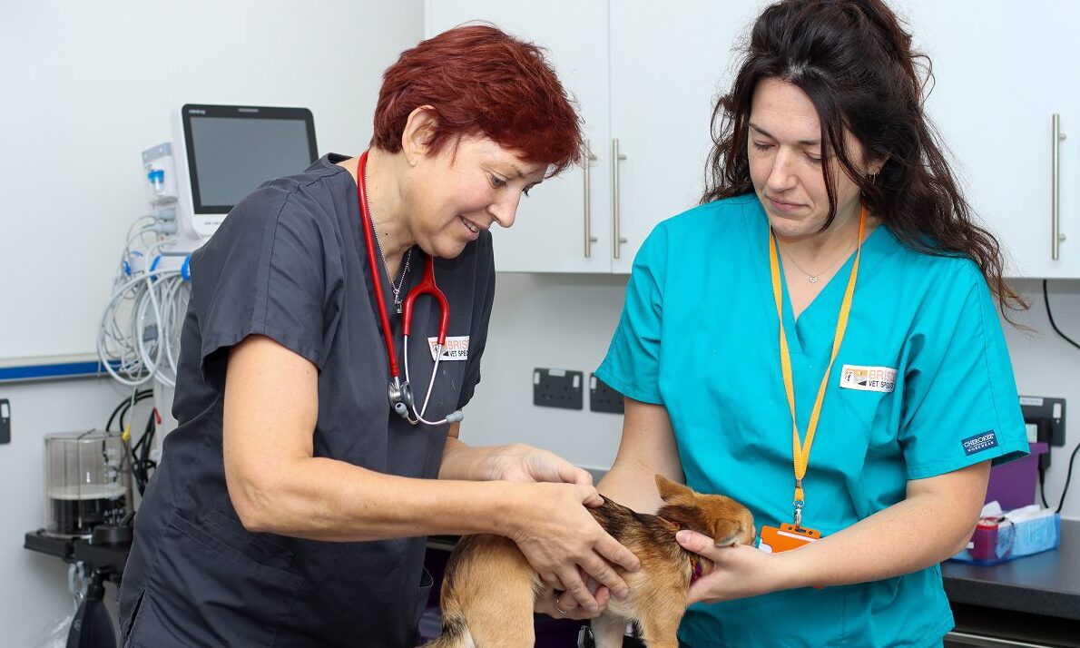 Bristol Vet Specialists opens chronic pain clinic in the South West