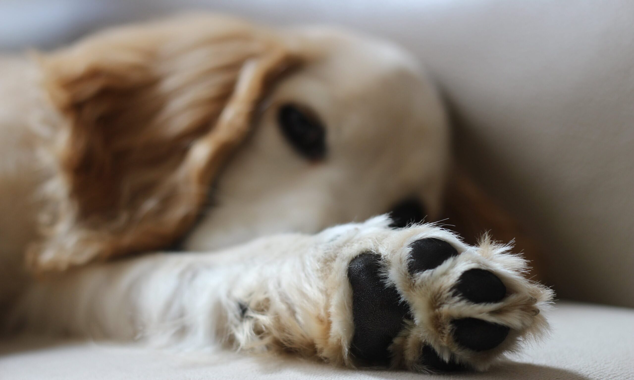 Bone Idol Academy launches online canine first aid course