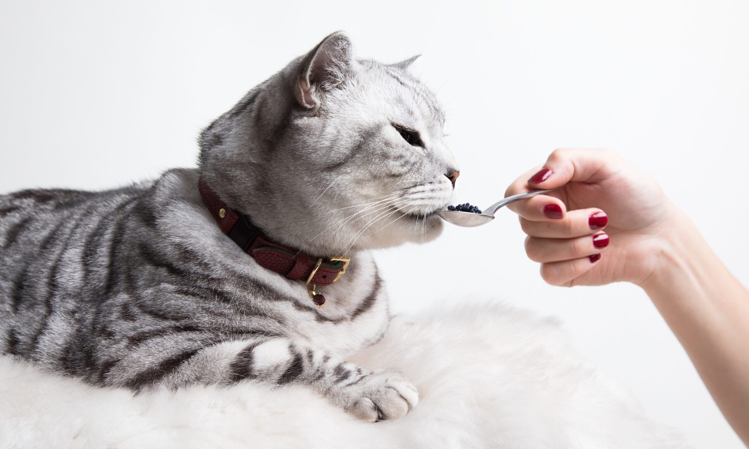 Chesire and Wain celebrates 10th anniversary